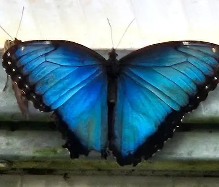 Blue Butterflies * Empuriabrava
