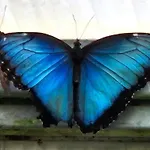Blue Butterflies * Empuriabrava