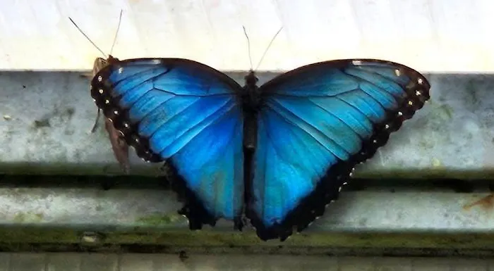 Blue Butterflies * Empuriabrava
